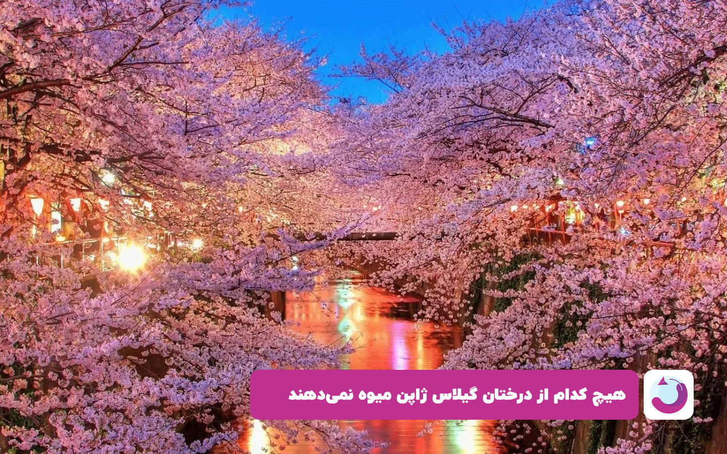 تصویری از غروب در کنار شکوفه‌های گیلاس در ژاپن