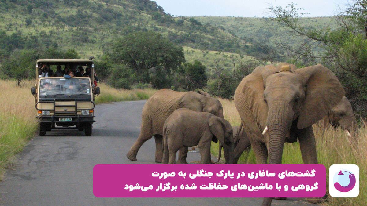 ماشین حفاظت شده سافاری در حال عبور از کنار گله فیل ها