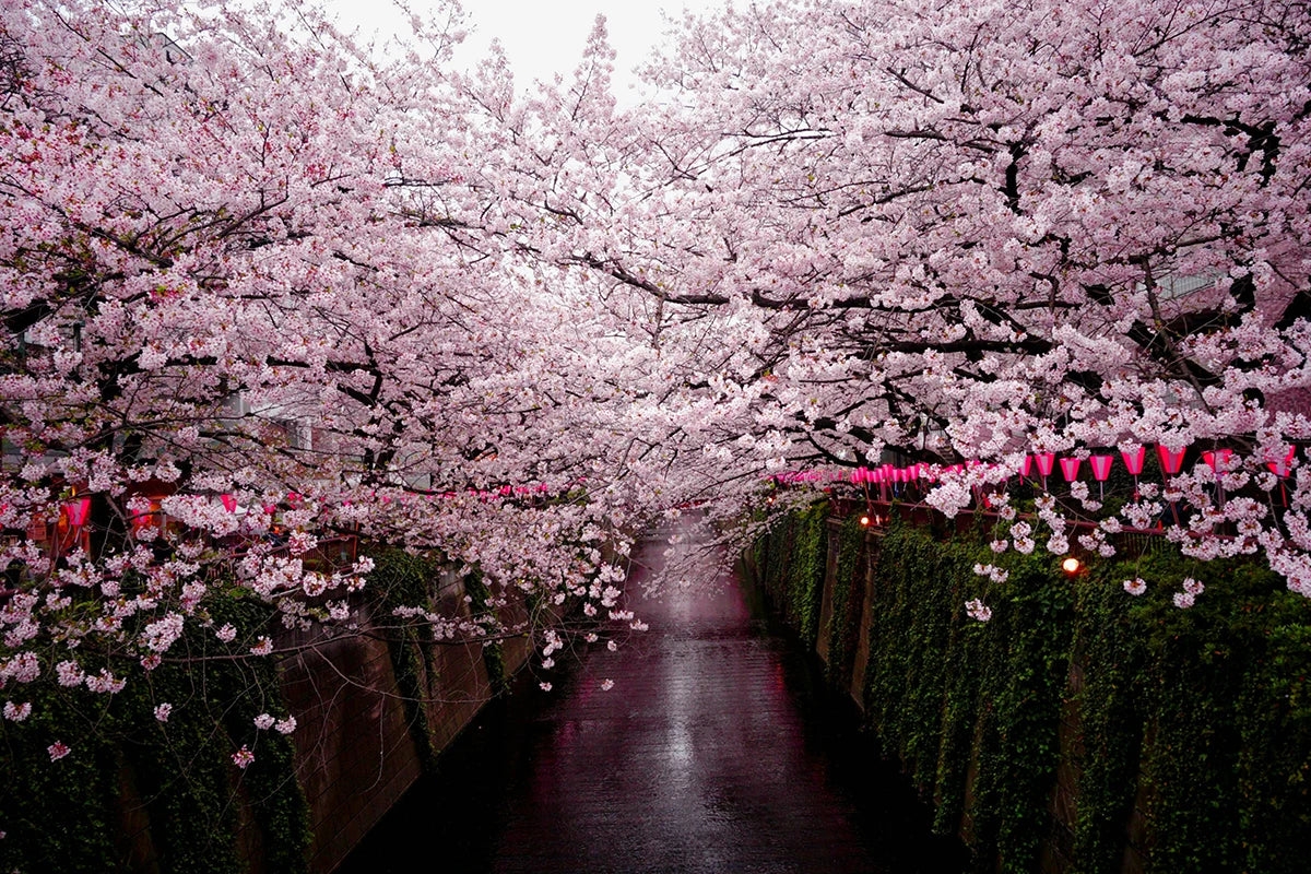 شاخه‌های شکوفه‌های گیلاس در هم تنیده در ژاپن