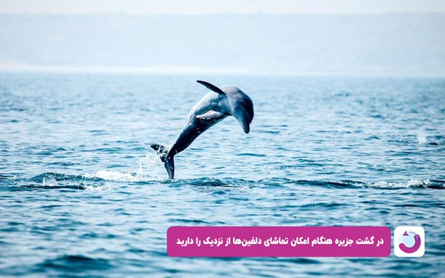 یک دلفین در حال شیرجه زدن به داخل آب در خلیج‌فارس