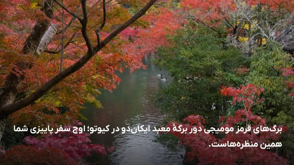 برگ‌های سرخ افرا کنار آبگیر در کیوتو