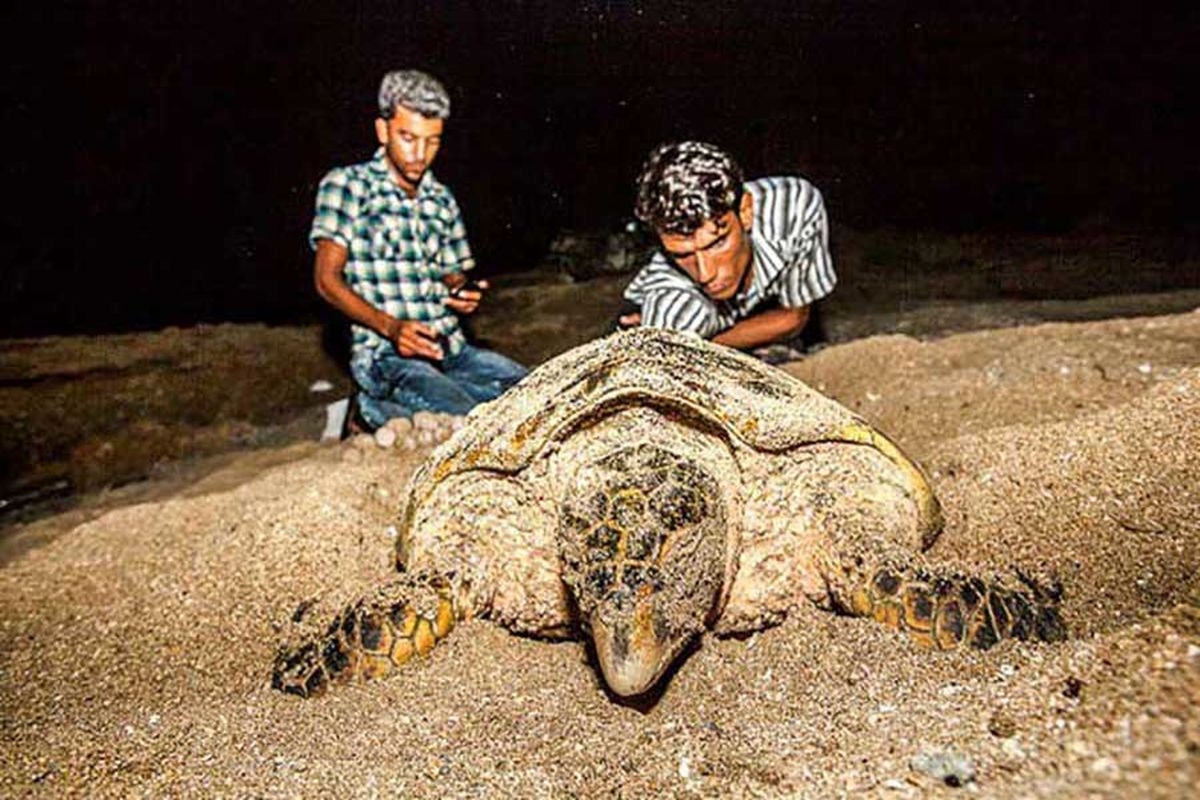لاکپشت پوزه عقابی درحال تخم گذاری