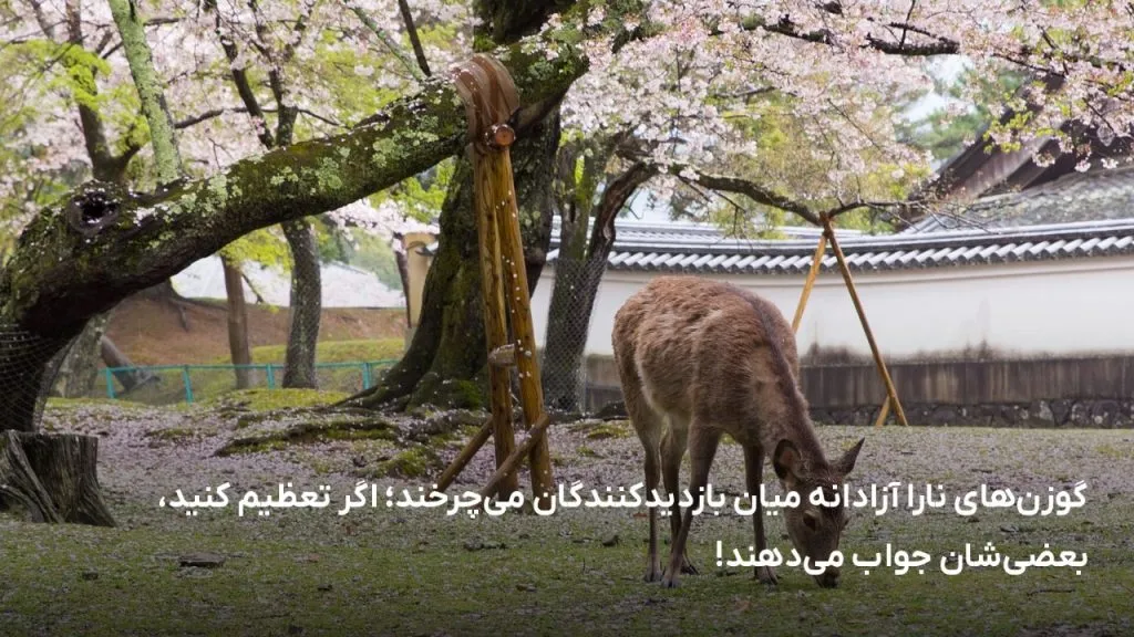 گوزن در پارک نارا زیر شکوفه‌های گیلاس