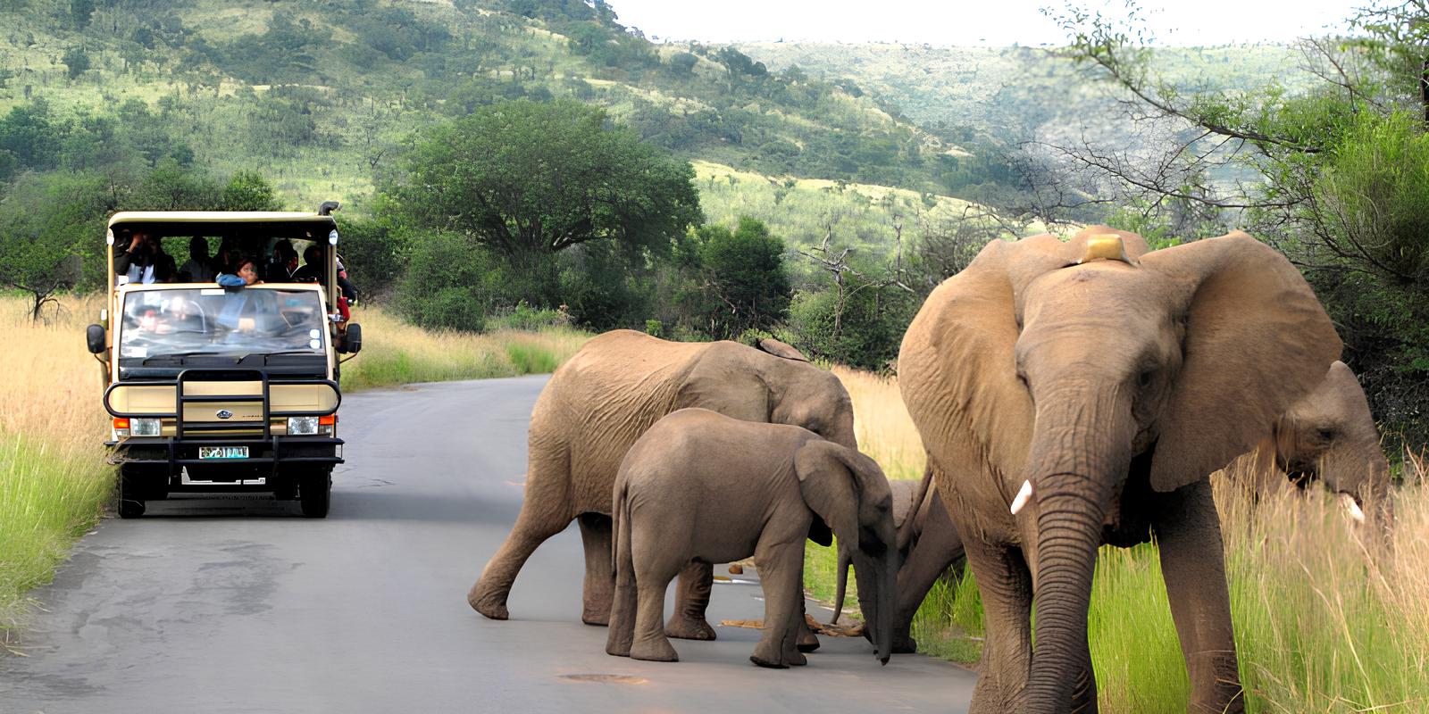 عبور ماشین سافاری از کنار گله فیل‌ها